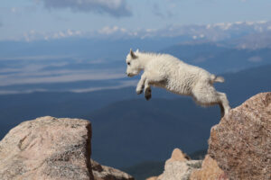 A mountain goat kid displays its agility and grace as it leaps from rock to rock on the top of Mt. Evans